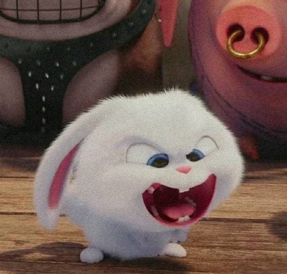 bắp